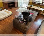 Small Photo #1 Labrador Retriever-Unknown Mix Puppy For Sale in Warrington, PA, USA