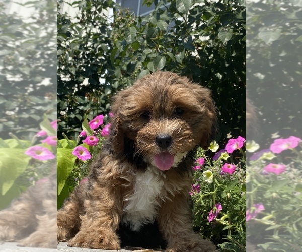 Medium Photo #1 Lhasa Apso-Poodle (Toy) Mix Puppy For Sale in CANOGA, NY, USA
