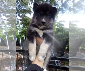 Siberian Husky Puppy for sale in FLORENCE, SC, USA
