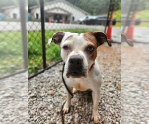 American Pit Bull Terrier-Unknown Mix Dogs for adoption in Franklin, North Carolina, NC, USA