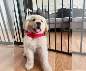 English Cream Golden Retriever Puppy for sale in AURORA, CO, USA