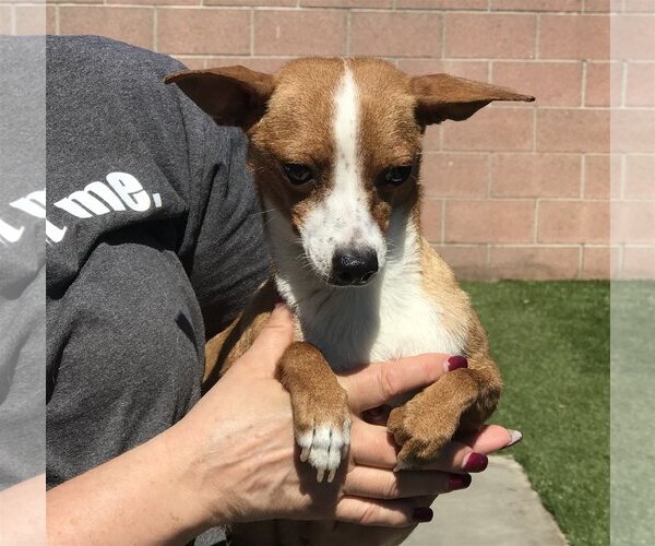 Medium Photo #4 Jack Russell Terrier-Parson Russell Terrier Mix Puppy For Sale in Lake Elsinore, CA, USA