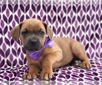 Small Photo #6 Cane Corso Puppy For Sale in CLAY, PA, USA