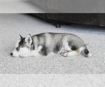 Small #2 Pomsky