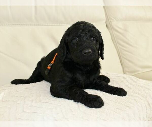 Medium Photo #2 Australian Labradoodle Puppy For Sale in CUMMING, GA, USA