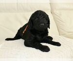 Small Photo #2 Australian Labradoodle Puppy For Sale in CUMMING, GA, USA