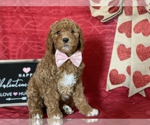 Goldendoodle Puppy for sale in LANCASTER, PA, USA
