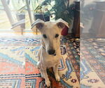 Small #3 Whippet Mix