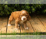 Small #17 Cocker Spaniel