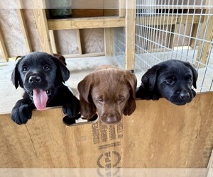 Labrador Retriever Puppy for Sale in WAUCHULA, Florida USA