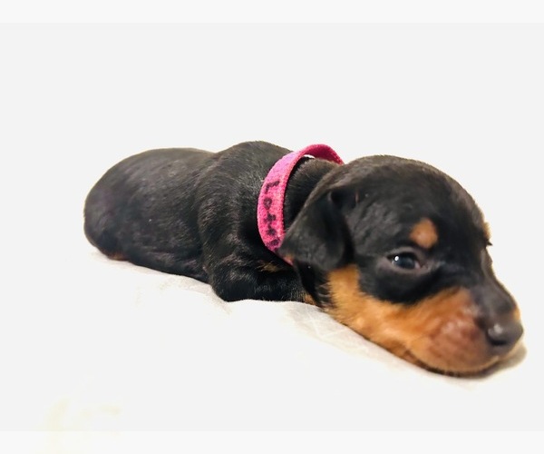Medium Photo #1 Miniature Pinscher Puppy For Sale in LOS ANGELES, CA, USA