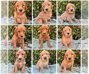 Goldendoodle Puppy for sale in TORRANCE, CA, USA