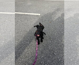 Mutt Dogs for adoption in Imlay City, MI, USA