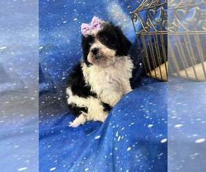 Shih-Poo Puppy for sale in INDIANAPOLIS, IN, USA