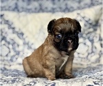 Image preview for Ad Listing. Nickname: Bently