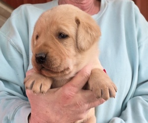 Labrador Retriever Litter for sale in NEWNAN, GA, USA