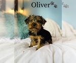 Small Photo #1 Yorkshire Terrier Puppy For Sale in COOKEVILLE, TN, USA