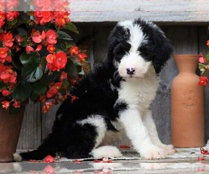 Sheepadoodle Puppy for sale in FREDERICKSBG, OH, USA
