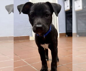 Labrador Retriever-Unknown Mix Dogs for adoption in Jefferson, NJ, USA