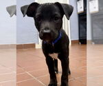 Small Labrador Retriever Mix