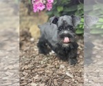 Small Photo #2 Schnauzer (Miniature) Puppy For Sale in WEST BRANCH, IA, USA