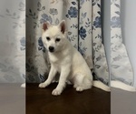 Small #33 Alaskan Klee Kai