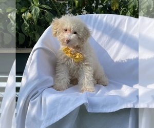 Poodle (Toy) Puppy for sale in SOUTH ORANGE, NJ, USA