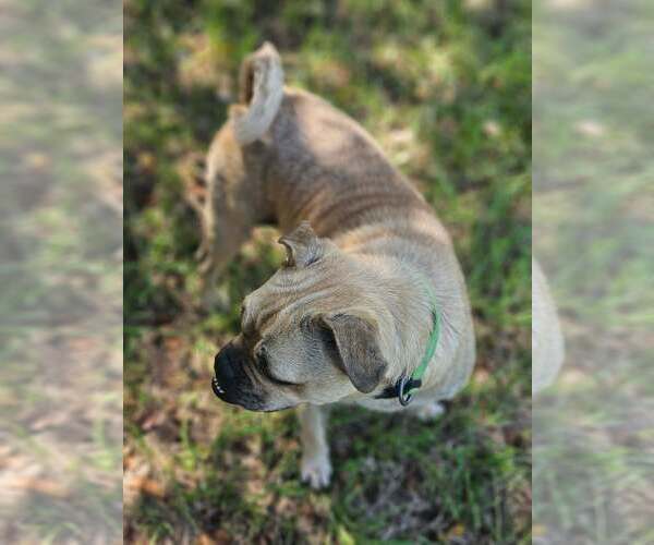 Medium Photo #5 Pug-Unknown Mix Puppy For Sale in Wakefield, RI, USA