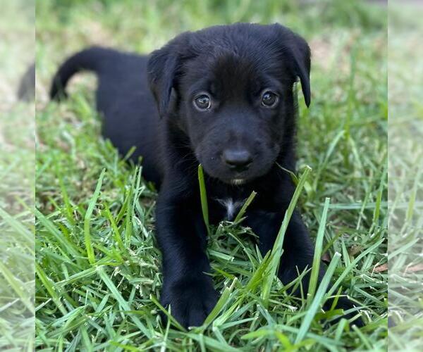 Medium Photo #2 Colonial Cocker Spaniel-Unknown Mix Puppy For Sale in San Diego, CA, USA