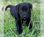 Small Photo #2 Colonial Cocker Spaniel-Unknown Mix Puppy For Sale in San Diego, CA, USA