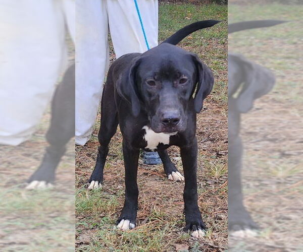 Medium Photo #8 Labrador Retriever-Unknown Mix Puppy For Sale in Wetumpka, AL, USA