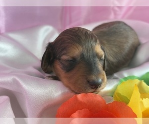 Dachshund Puppy for sale in CENTER HILL, FL, USA
