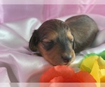 Image preview for Ad Listing. Nickname: Stela
