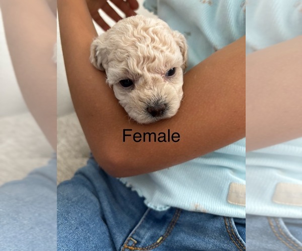Medium Photo #54 Bichpoo Puppy For Sale in NORTH PORT, FL, USA