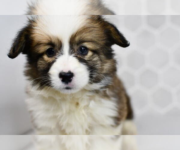 Medium Photo #52 Pembroke Welsh Corgi Puppy For Sale in MIDDLEBURY, IN, USA