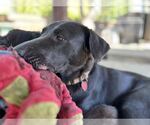 Small #3 Labrador Retriever Mix