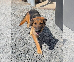 Golden Shepherd Dogs for adoption in Thomasville, NC, USA