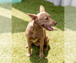 Small #1 Australian Kelpie Mix