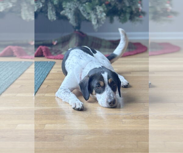 Medium Photo #1 Beagle-Unknown Mix Puppy For Sale in Minneapolis, MN, USA