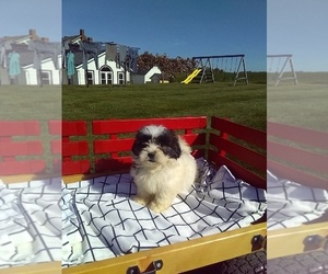 Zuchon Puppy for sale in MILLERSBURG, OH, USA