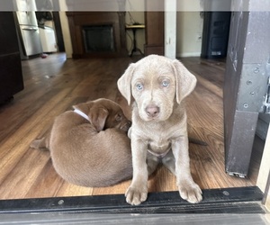 Labrador Retriever Puppy for Sale in SEFFNER, Florida USA