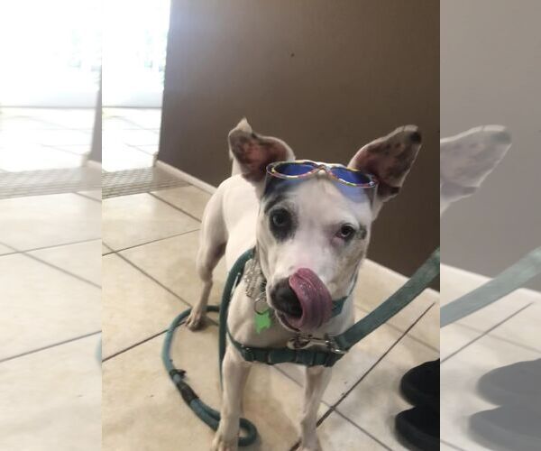 Medium Photo #18 Jack Russell Terrier-Unknown Mix Puppy For Sale in Pompano Beach , FL, USA