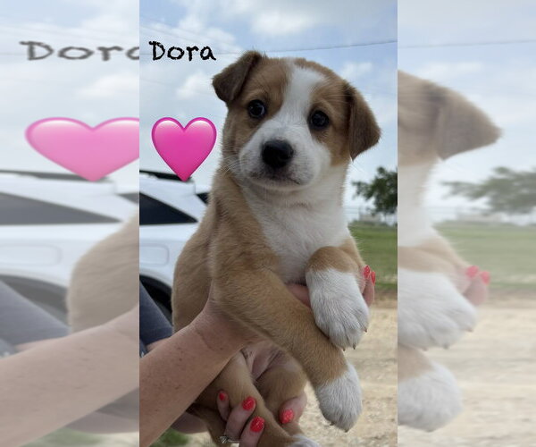 Medium Photo #2 Australian Shepherd Puppy For Sale in Brewster, NY, USA
