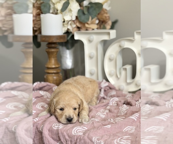 Medium Photo #5 Goldendoodle (Miniature) Puppy For Sale in NOBLESVILLE, IN, USA