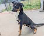 Small #2 Rottweiler Mix