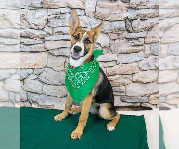 Medium Photo #2 Mutt Puppy For Sale in Kennesaw, GA, USA