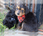 Puppy Rex Aussiedoodle Miniature 