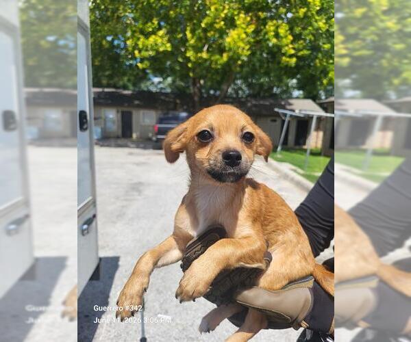 Medium Photo #1 Chihuahua-Unknown Mix Puppy For Sale in San Antonio, TX, USA