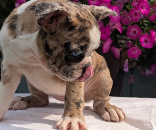Medium Photo #7 Faux Frenchbo Bulldog Puppy For Sale in GOSHEN, IN, USA