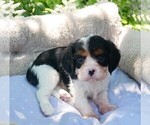 Small Photo #11 Cavalier King Charles Spaniel Puppy For Sale in SCOTTVILLE, MI, USA